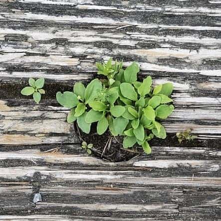 Plant growing out of driftwood