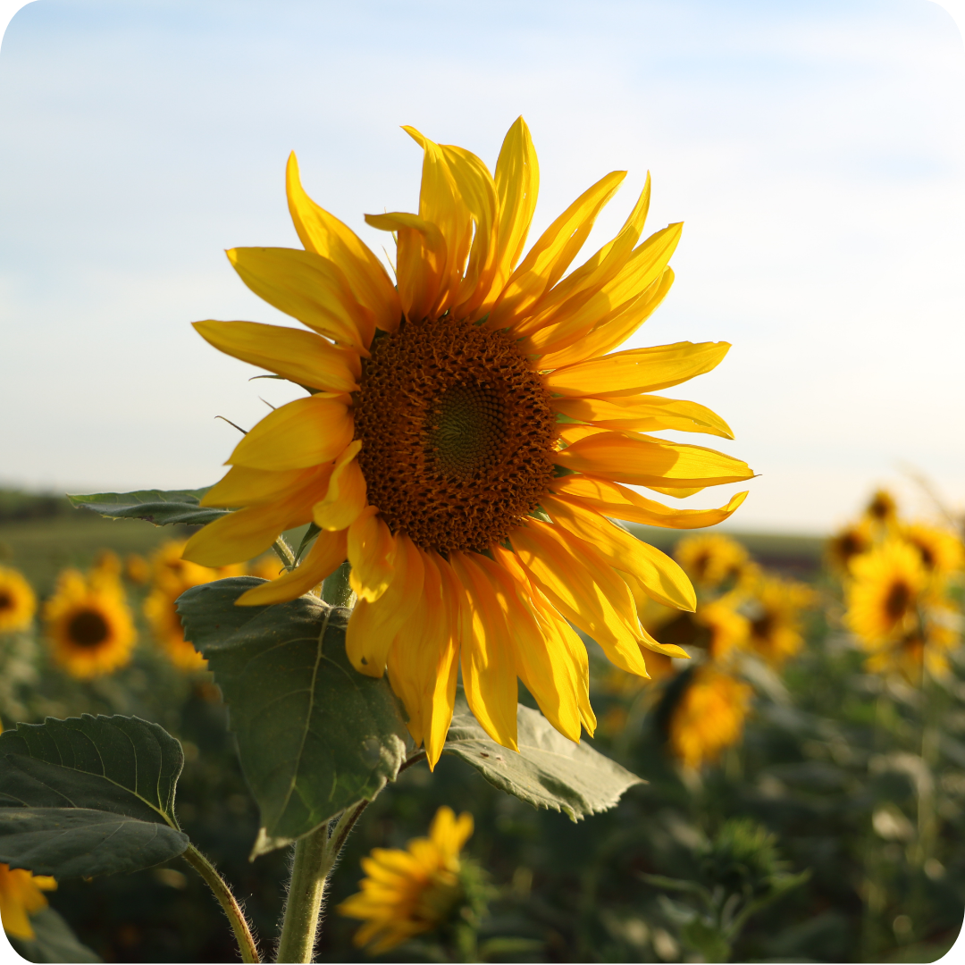 Sunflower field