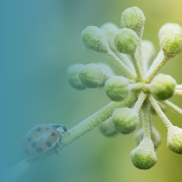Ladybird climbing the stem of a plant