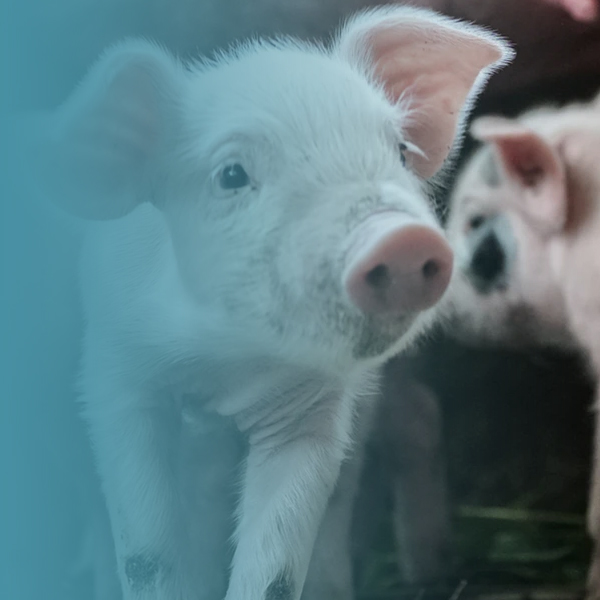 Cute farm piglet looking at the camera