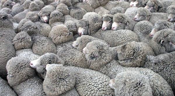 Flock of sheep to represent crowd funding