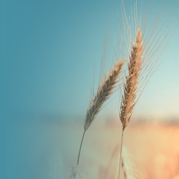 Two strands on wheat on farm land