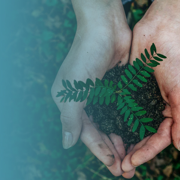 Caring hands nurturing a sapling