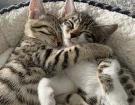 Two kittens cuddling while asleep